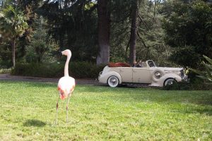 agent-carter-season-2-flamingo
