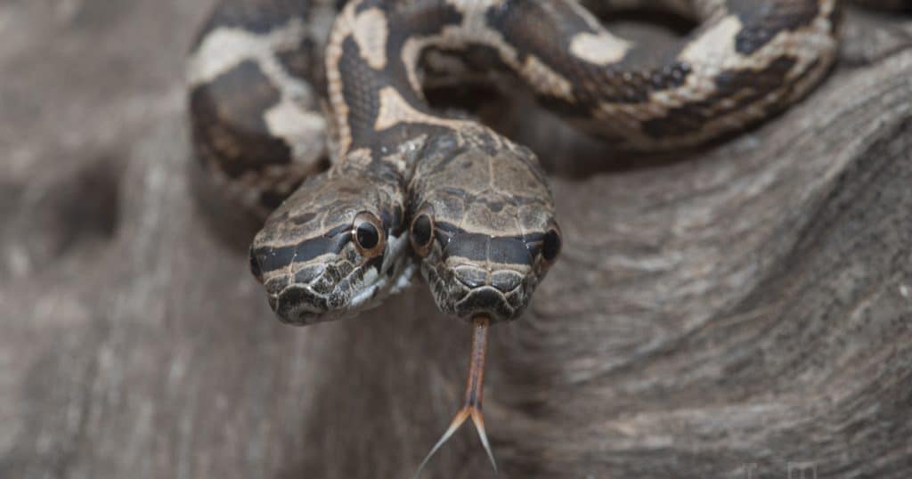 conjoined twins snake